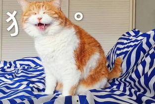 娱乐吃瓜君和猫,揭秘娱乐圈的萌宠趣事